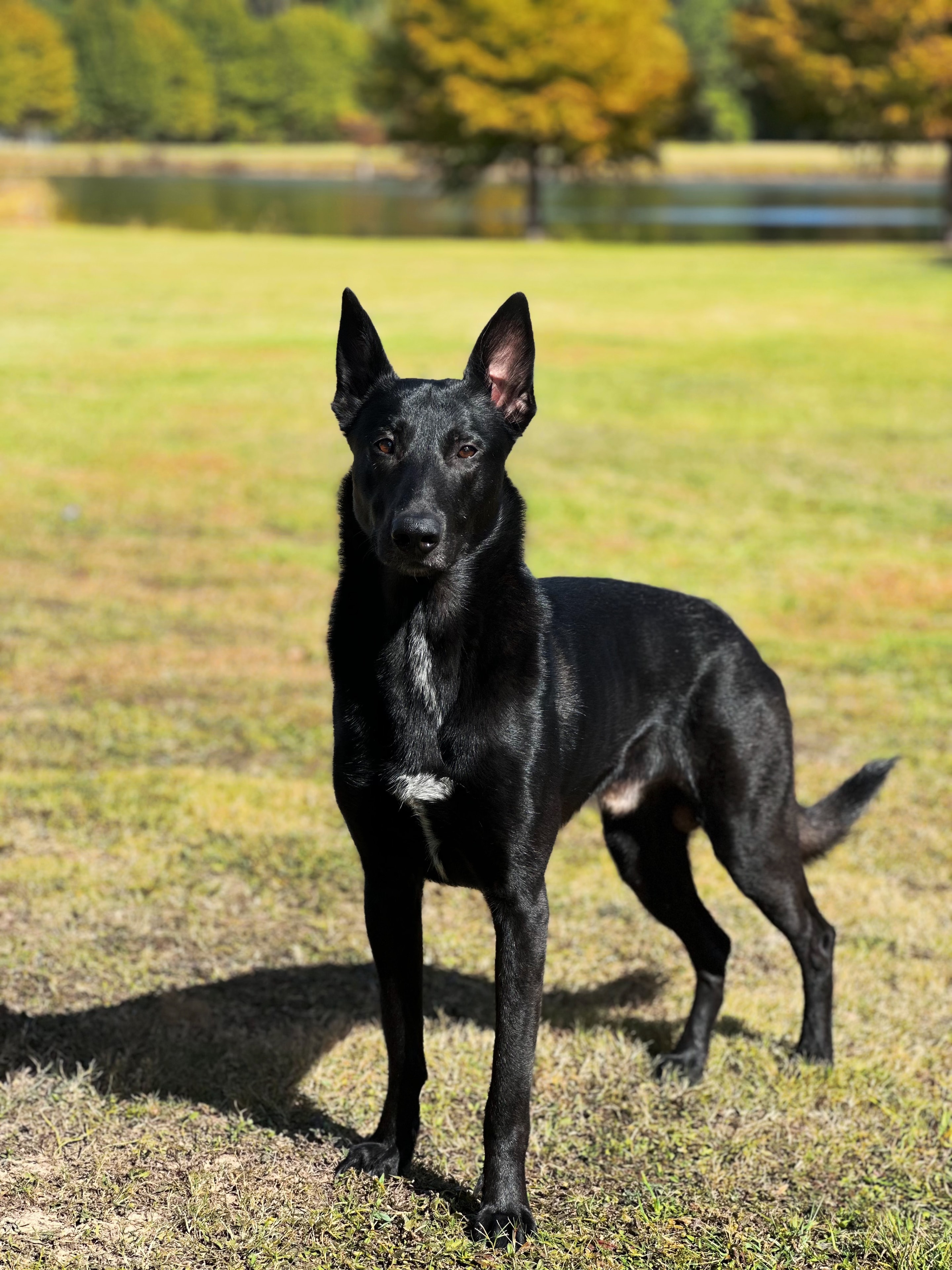 Reapers K9 Solutions trained dog